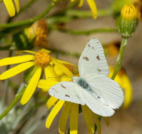 Checkered White Pontia protodice Butterfly