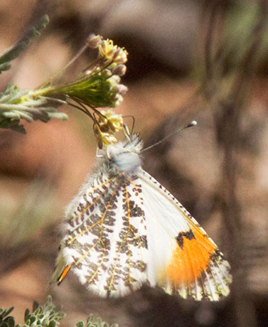 Sara Orangetip Anthocharis sara Butterfly