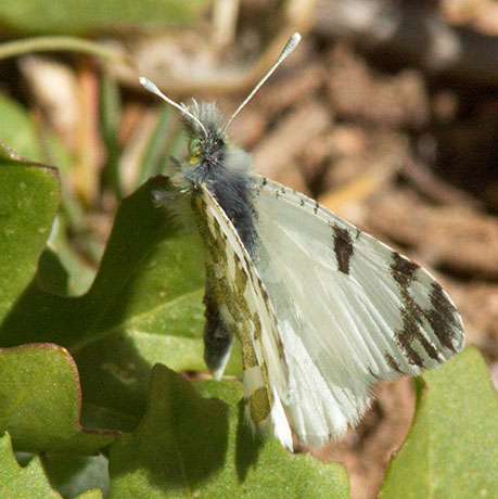 Desert Pearly Marble Euchloe hyantis lotta Butterfly