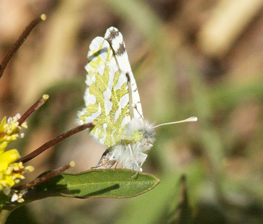 Desert Pearly Marble Euchloe hyantis lotta Butterfly