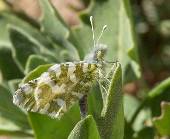 Desert Pearly Marble Euchloe hyantis lotta Butterfly