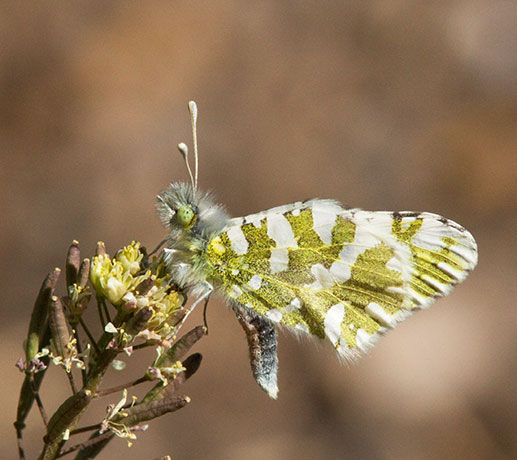 Desert Pearly Marble Euchloe hyantis lotta Butterfly