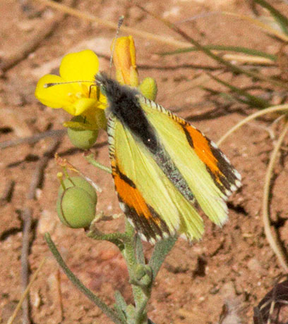 Pima Desert Orangetip Anthocharis cethura pima Butterfly