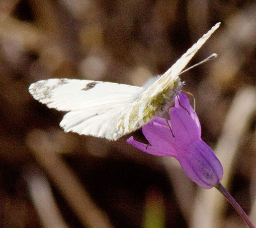 Desert Pearly Marble Euchloe hyantis lotta Butterfly