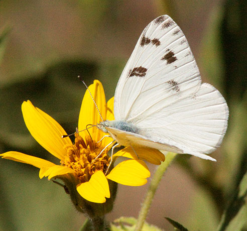 Checkered White Pontia protodice Butterfly