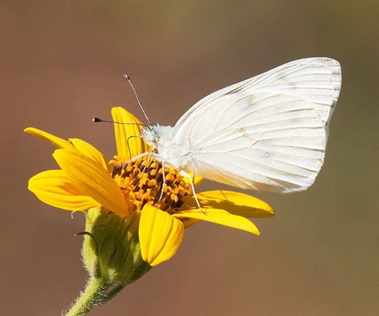 Checkered White Pontia protodice Butterfly