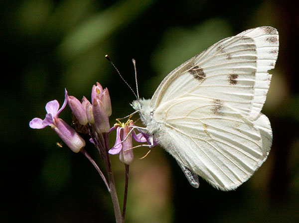 Checkered White Pontia protodice Butterfly