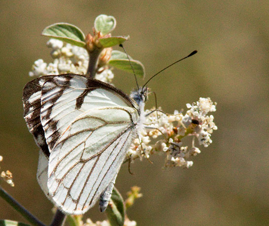 Pine White Neophasia menapia Butterfly
