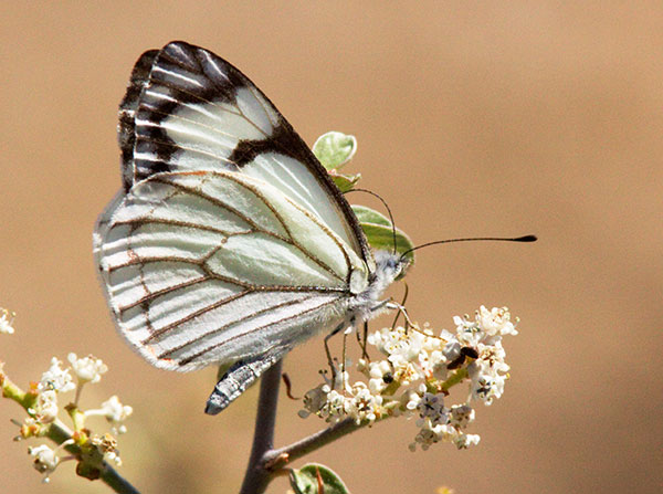 Pine White Neophasia menapia Butterfly