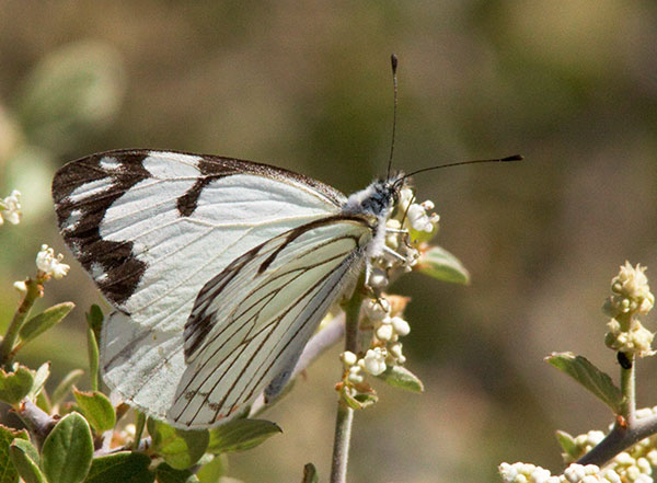 Pine White Neophasia menapia Butterfly