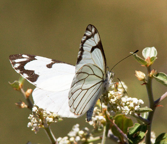 Pine White Neophasia menapia Butterfly