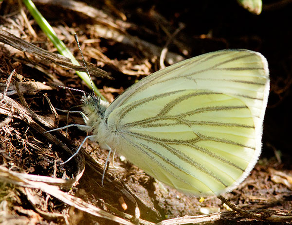 Mustard White Pieris napi Butterfly 