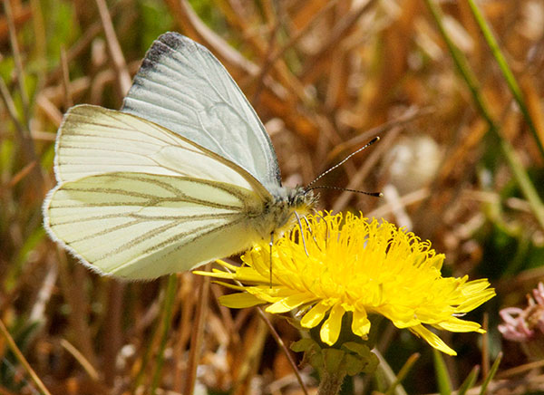 Mustard White Pieris napi Butterfly 