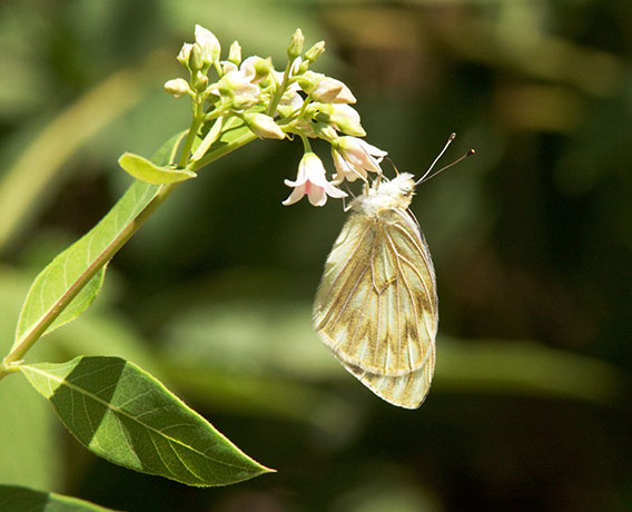 Checkered White Pontia protodice Butterfly