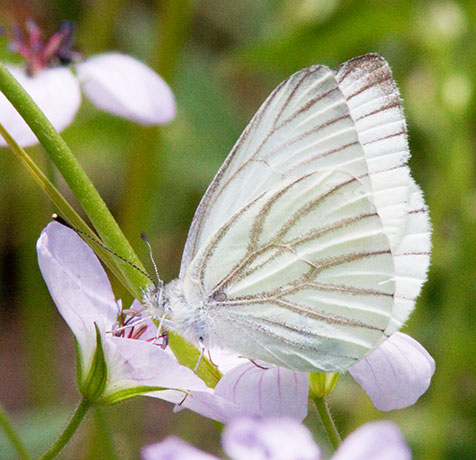 Mustard White Pieris napi Butterfly 
