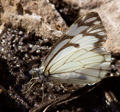 Pine White Neophasia menapia Butterfly
