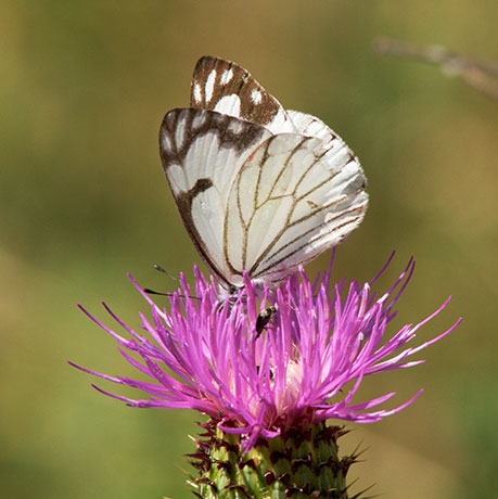 Pine White Neophasia menapia Butterfly