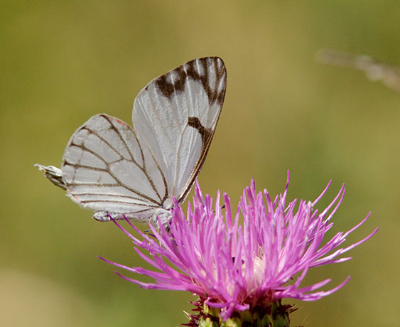 Pine White Neophasia menapia Butterfly