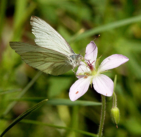 Mustard White Pieris napi Butterfly 