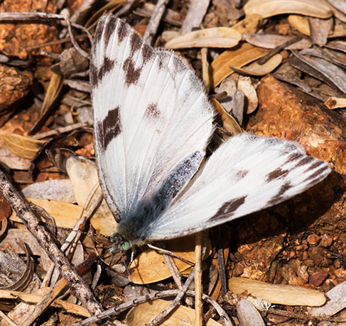 Checkered White Pontia protodice Butterfly
