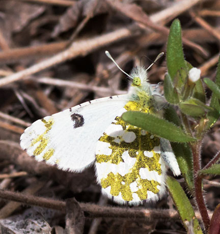 Desert Pearly Marble Euchloe hyantis lotta Butterfly