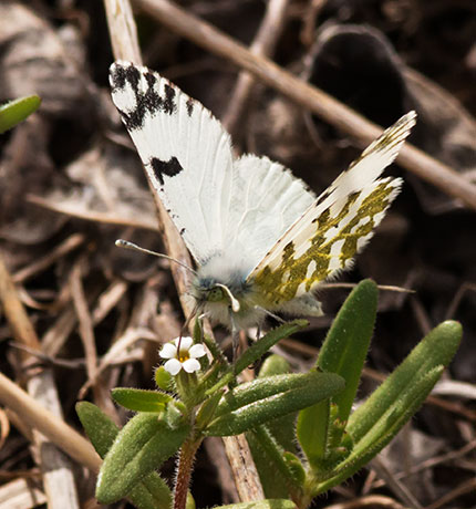 Desert Pearly Marble Euchloe hyantis lotta Butterfly
