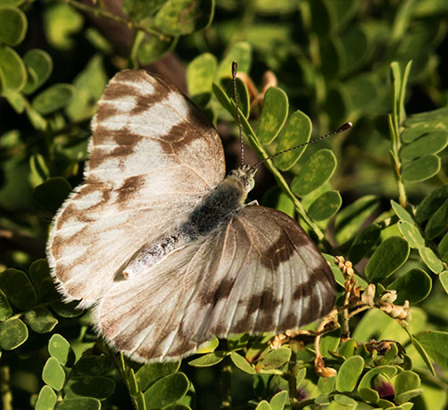 Checkered White Pontia protodice Butterfly