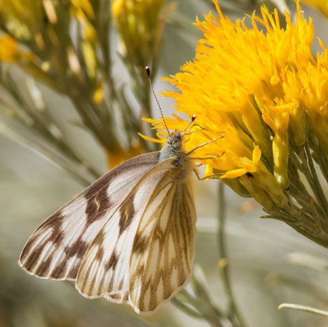 Checkered White Pontia protodice Butterfly