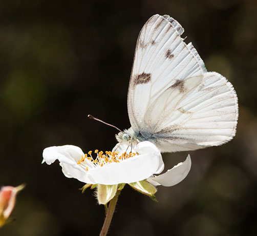 Checkered White Pontia protodice Butterfly