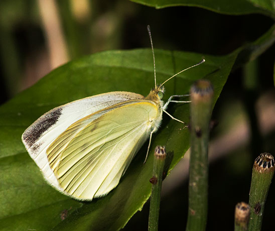 Cabbage White Pieris rapae Butterfly
