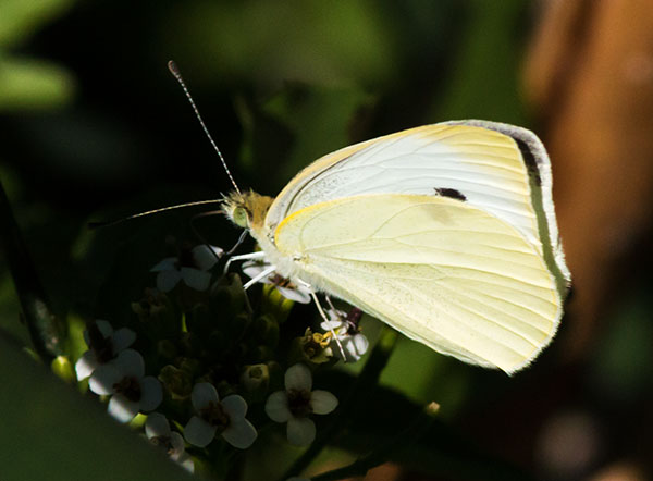 Cabbage White Pieris rapae Butterfly