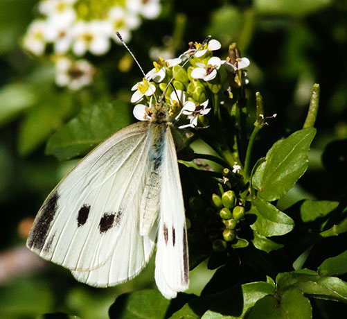 Cabbage White Pieris rapae Butterfly