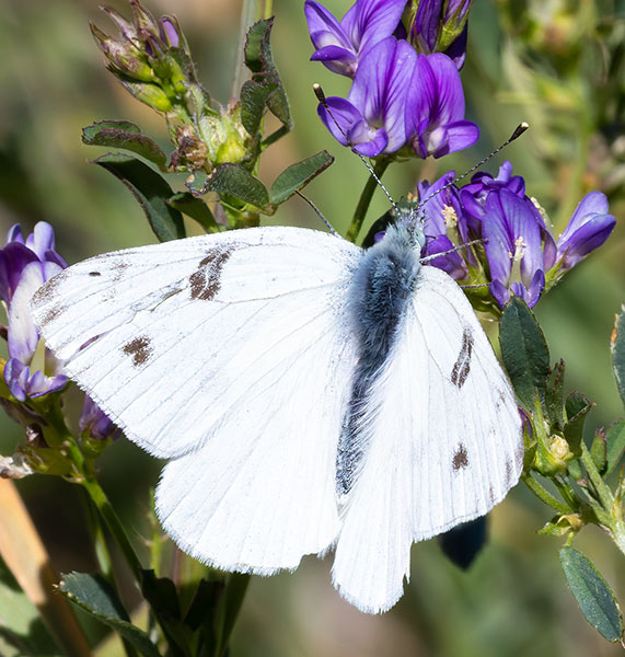 Checkered White Pontia protodice Butterfly
