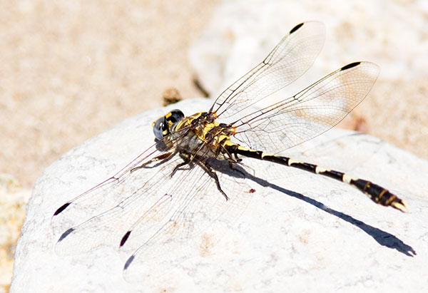 Dragonfly