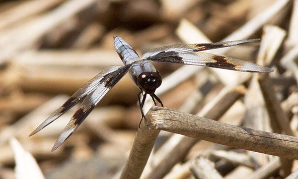 Dragonfly Eight-spotted Skimmer Libellula forensis 