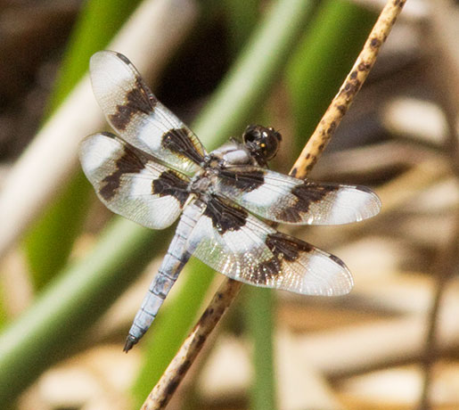 Dragonfly Eight-spotted Skimmer Libellula forensis 