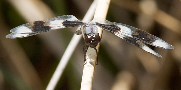 Dragonfly Eight-spotted Skimmer Libellula forensis 