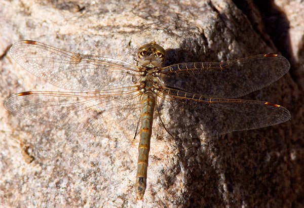 Dragonfly 