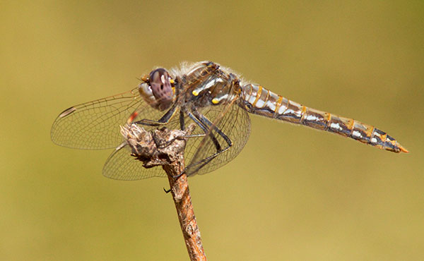 Dragonfly 