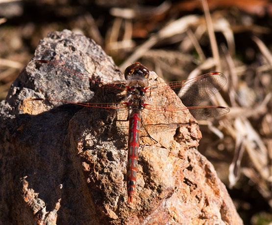 Variegated Meadowhawk Sympetrum corruptum Dragonfly  