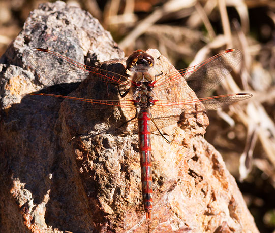 Variegated Meadowhawk Sympetrum corruptum Dragonfly  