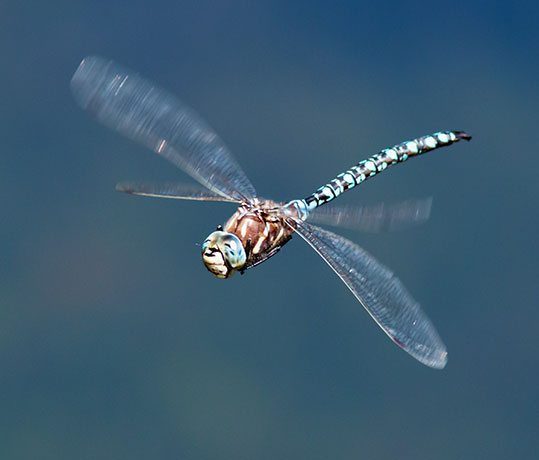 Dragonfly  
