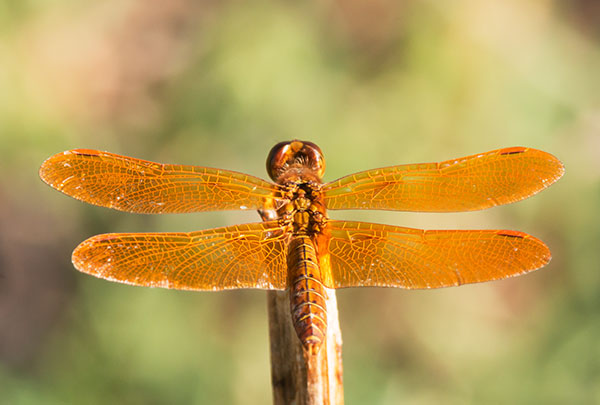 Mexican Amberwing Perithemis intensa Dragonfly  