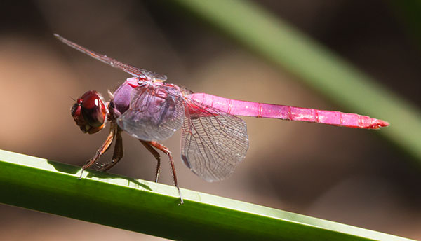 Unidentified Dragonfly  