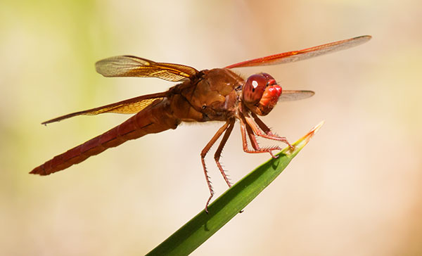 Unidentified Dragonfly  