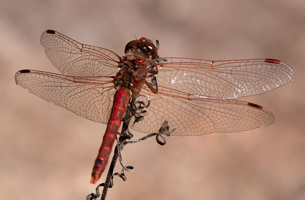 Unidentified Dragonfly  