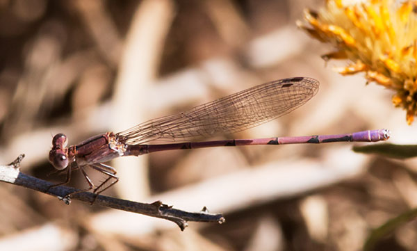 Damselfly Odonata 