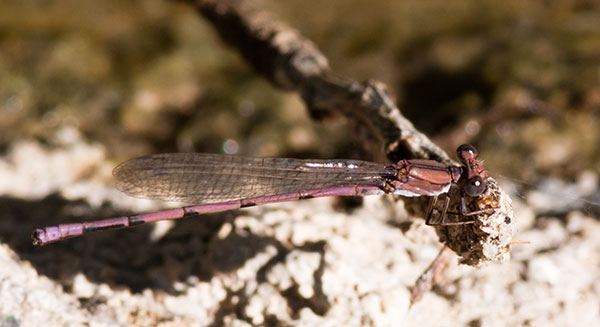 Damselfly Odonata 