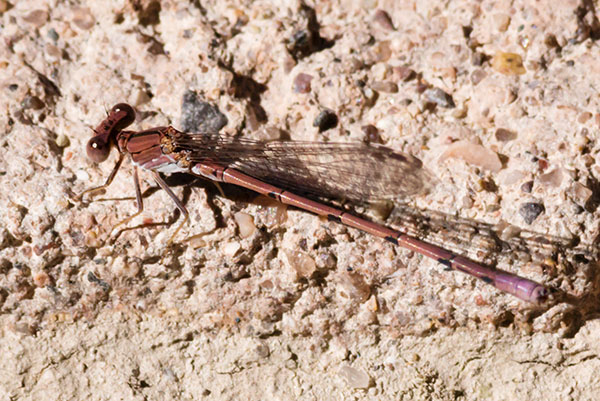 Damselfly Odonata 