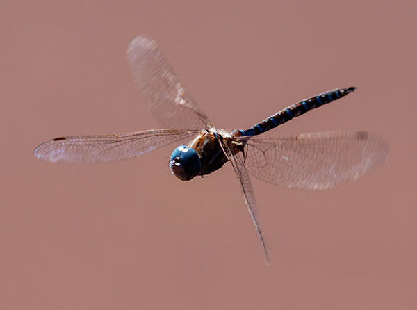 Blue-eyed Darner Rhionaeschna multicolor Dragonfly   